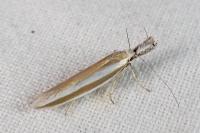 Pleurota aristella