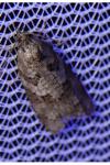 Cnephasia