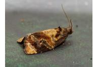 Ditula angustiorana