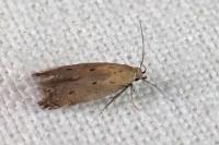 Stomopteryx