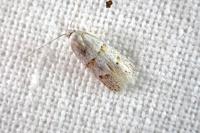 Symmocoides oxybiella