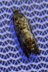 Pammene fasciana