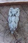 Symmoca signatella
