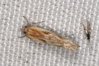Eucosma gr. cana