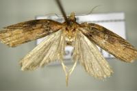 Acleris hippophaeana