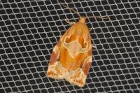 Archips xylosteana