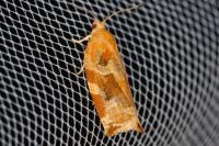 Archips xylosteana