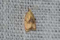 Acleris forsskaleana