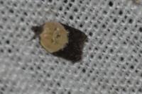 Acleris variegana