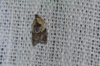Acleris variegana