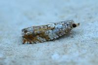 Epinotia abbreviana