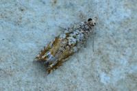 Epinotia abbreviana