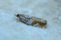 Epinotia abbreviana