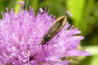 Nemophora metallica