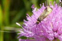 Nemophora metallica