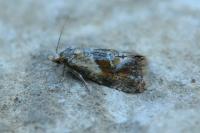 Cochylidia rupicola