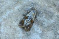 Cochylidia rupicola