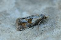 Cochylidia rupicola