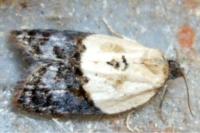 Acleris variegana