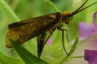 Nemophora metallica