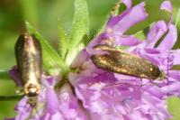 Nemophora metallica
