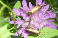 Nemophora metallica