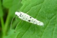 Yponomeuta plumbella