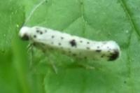 Yponomeuta plumbella