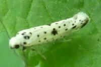 Yponomeuta plumbella