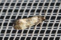 Neocochylis dubitana