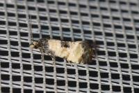 Neocochylis dubitana