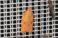 Acleris ferrugana/notana