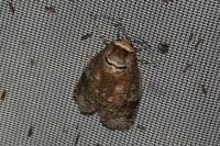 Cossus cossus