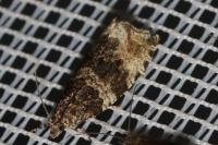 Celypha cespitana