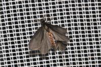 Sterrhopterix fusca