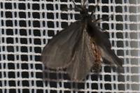 Sterrhopterix fusca