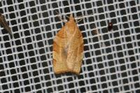 Pandemis cerasana