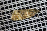 Olethreutes micana