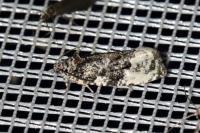 Apotomis capreana
