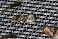 Apotomis capreana