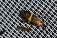 Nemophora degeerella