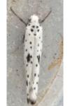 Yponomeuta plumbella