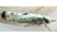 Yponomeuta plumbella