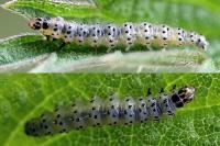 Anthophila fabriciana