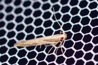 Pyroderces sarcogypsa