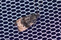 Metendothenia atropunctana