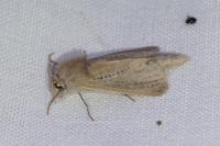 Phragmataecia castaneae