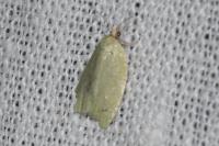 Tortrix viridana
