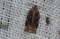 Archips xylosteana