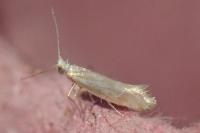 Argyresthia abdominalis